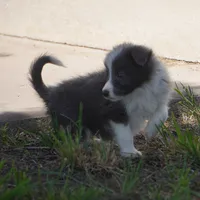 Colt, a male Border Collie for sale in Douglass, KS – 9 of 10