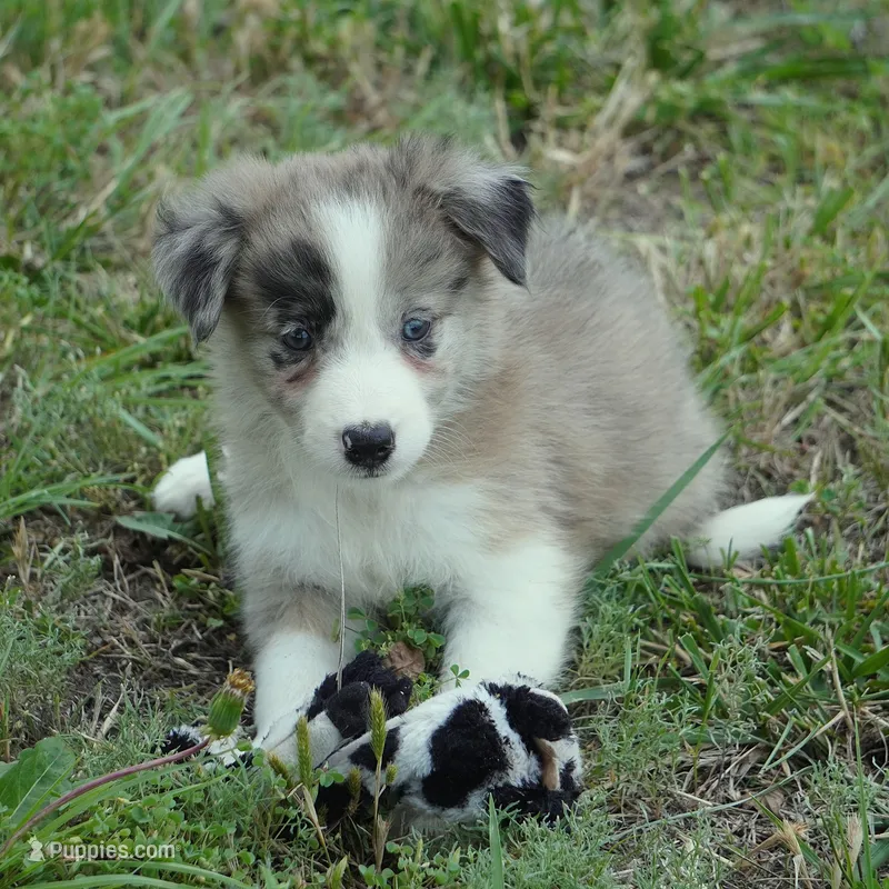 Titan – Border Collie puppy for sale in Douglass, KS