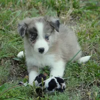 Titan, a male Border Collie for sale in Douglass, KS – 1 of 5