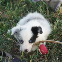 Osaka, a female Border Collie for sale in Douglass, KS – 5 of 6