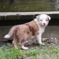 Talon, a female Border Collie for sale in Douglass, KS – 3 of 8