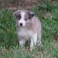 Titan, a male Border Collie for sale in Douglass, KS – 2 of 6