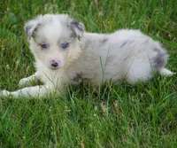 Typhoon, a male Border Collie for sale in Douglass, KS – 2 of 3
