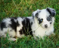 Outlaw, a male Border Collie for sale in Douglass, KS – 2 of 5