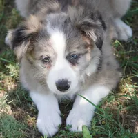 Nomad, a male Border Collie for sale in Douglass, KS – 6 of 6