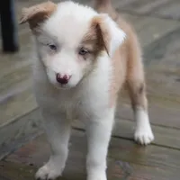 Talon, a female Border Collie for sale in Douglass, KS – 2 of 8