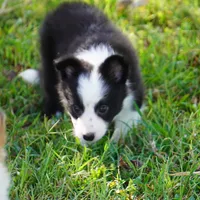 Iris, a female Border Collie for sale in Douglass, KS – 2 of 4