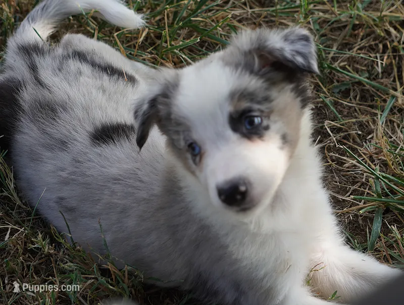 Ozzie – Border Collie puppy for sale in Douglass, KS