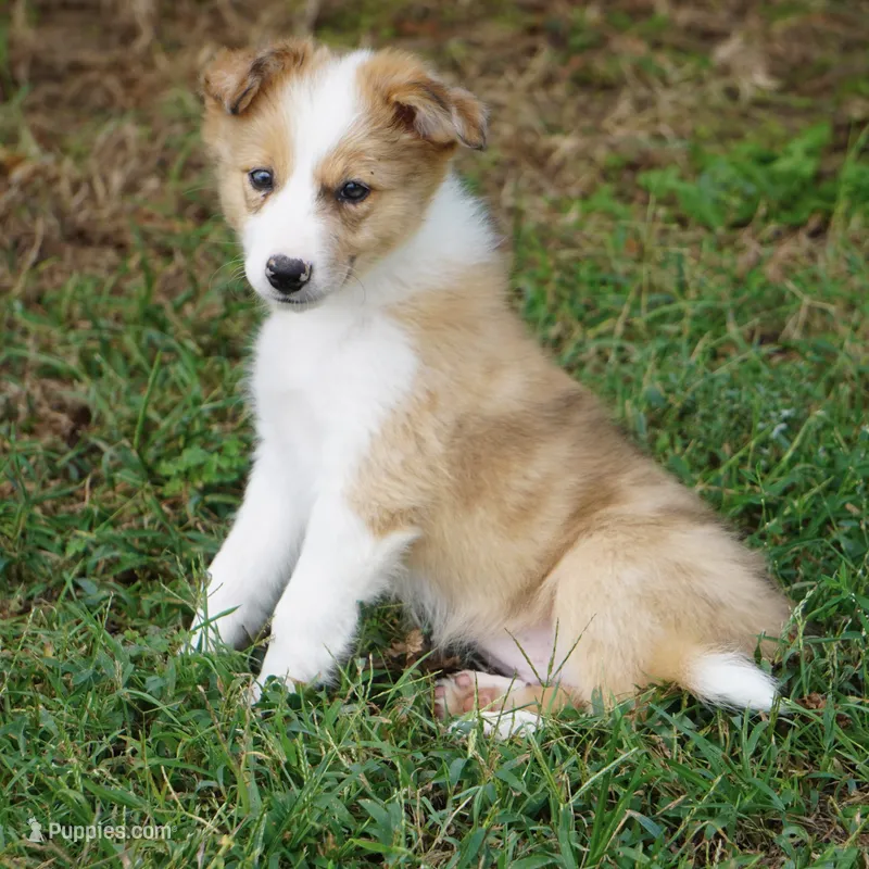 Isaac – Border Collie puppy for sale in Douglass, KS