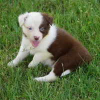 Tatum, a female Border Collie for sale in Douglass, KS – 2 of 4