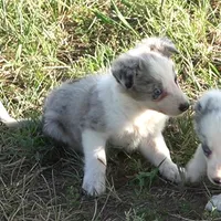 Ozzie, a male Border Collie for sale in Douglass, KS – 1 of 4