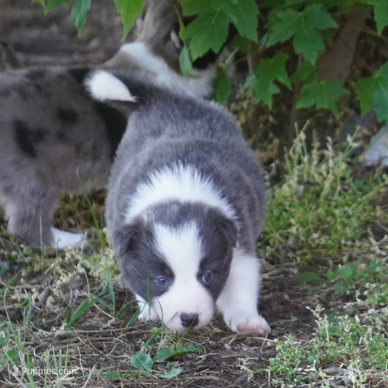 Nile – Border Collie puppy for sale in Douglass, KS