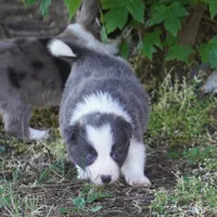 Nile, a female Border Collie for sale in Douglass, KS – 1 of 7