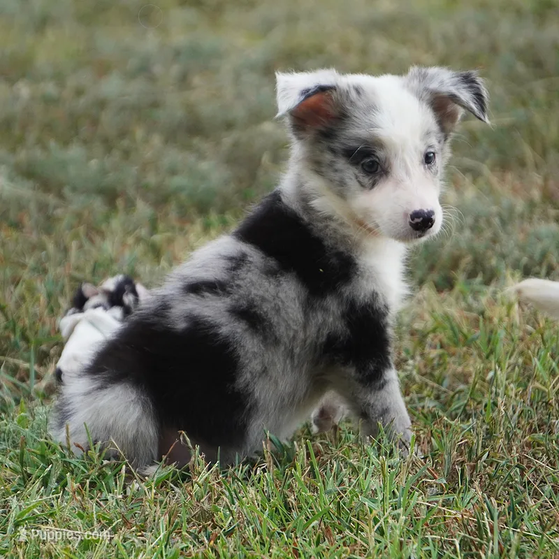 Ocean – Border Collie puppy for sale in Douglass, KS