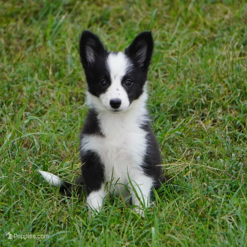 Iris – Border Collie puppy for sale in Douglass, KS
