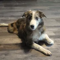 Titan, a male Border Collie for sale in Douglass, KS – 1 of 7
