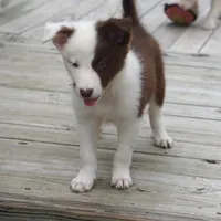 Tatum, a female Border Collie for sale in Douglass, KS – 7 of 7