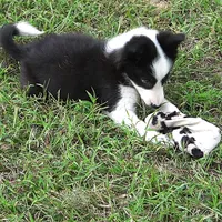 India, a female Border Collie for sale in Douglass, KS – 9 of 9
