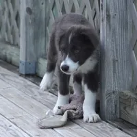 Cascade, a male Border Collie for sale in Douglass, KS – 5 of 8