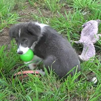 Cascade, a male Border Collie for sale in Douglass, KS – 2 of 7
