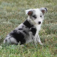 Ocean, a female Border Collie for sale in Douglass, KS – 7 of 7