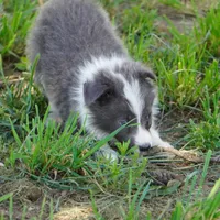 Colt, a male Border Collie for sale in Douglass, KS – 2 of 10
