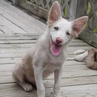 Trevor, a male Border Collie for sale in Douglass, KS – 7 of 9