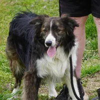 Kassain, a male Border Collie for sale in Douglass, KS – Photo 5 of 5