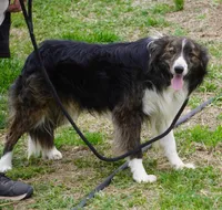 Kassain, a male Border Collie for sale in Douglass, KS – Photo 4 of 5