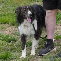 Kassain, a male Border Collie for sale in Douglass, KS – Photo 1 of 5