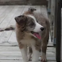 Nomad, a male Border Collie for sale in Douglass, KS – 5 of 6