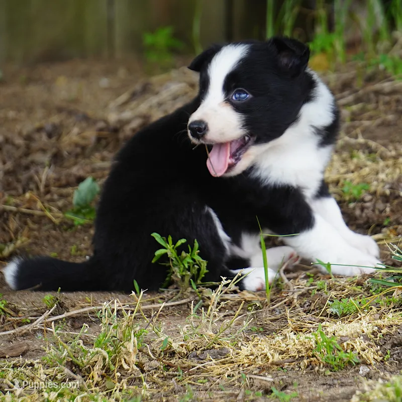 Namoura – Border Collie puppy for sale in Douglass, KS