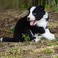 Namoura, a female Border Collie for sale in Douglass, KS – 1 of 4