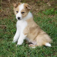 Isaac, a male Border Collie for sale in Douglass, KS – 3 of 4