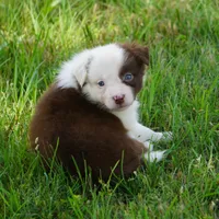 Tatum, a female Border Collie for sale in Douglass, KS – 1 of 4