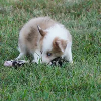 Icarus, a male Border Collie for sale in Douglass, KS – 3 of 7