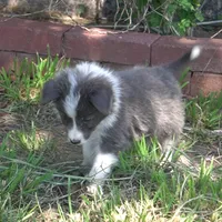 Colt, a male Border Collie for sale in Douglass, KS – 6 of 10