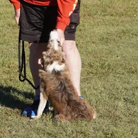 Titan, a male Border Collie for sale in Douglass, KS – 9 of 10