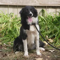 Shade, a female Border Collie for sale in Douglass, KS – Photo 2 of 3