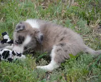 Titan, a male Border Collie for sale in Douglass, KS – 5 of 6