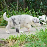 Typhoon, a male Border Collie for sale in Douglass, KS – 4 of 4