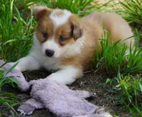 Nutmeg, a male Border Collie for sale in Douglass, KS – 3 of 10