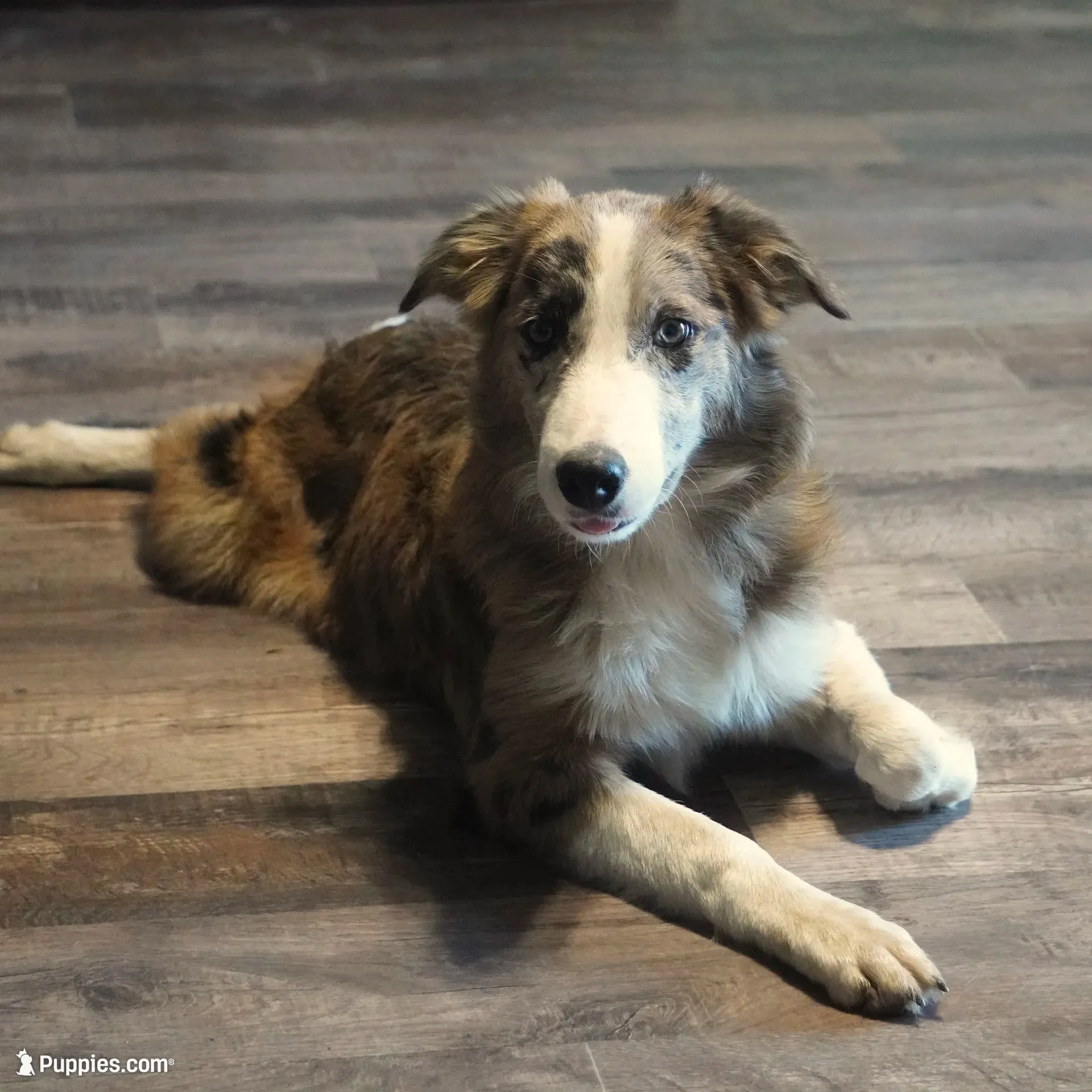Titan, a male Border Collie for sale in Douglass, KS – 1 of 10