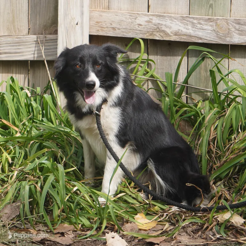 Shade, a female Border Collie for sale in Douglass, KS – Photo 1 of 3