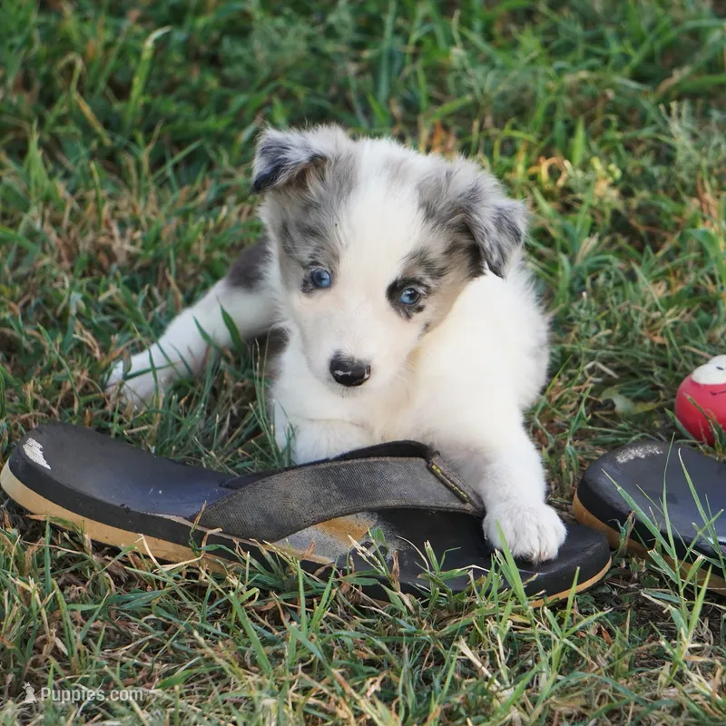 Ozzie – Border Collie puppy for sale in Douglass, KS