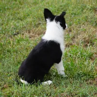Isla, a female Border Collie for sale in Douglass, KS – 8 of 9