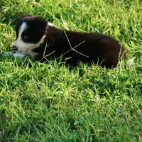 Omaha, a female Border Collie for sale in Douglass, KS – 3 of 3