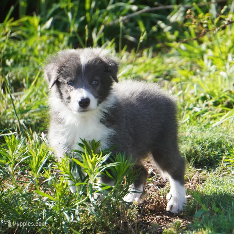 Cascade – Border Collie puppy for sale in Douglass, KS