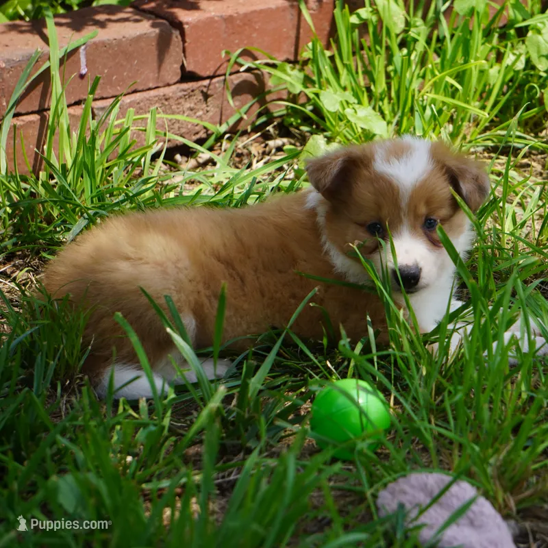 Nutmeg – Border Collie puppy for sale in Douglass, KS