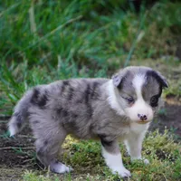 Nimbus, a male Border Collie for sale in Douglass, KS – 6 of 6